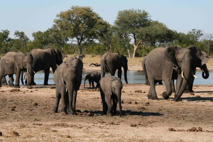 Слоны в национальном парке Хванге